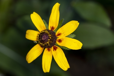 Black Eyed Susan May 2026